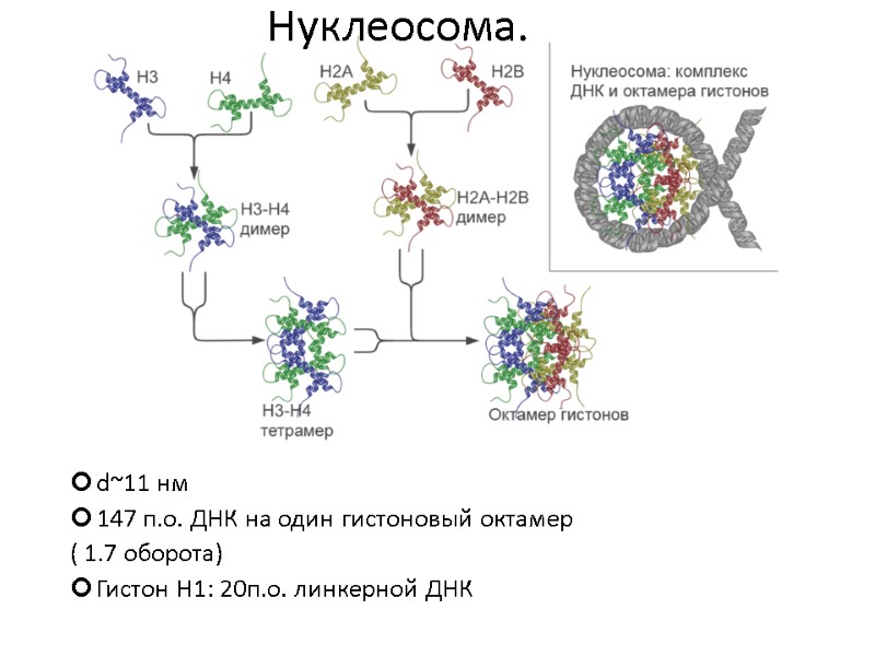 Нуклеосома. d~11 нм 147 п.о. ДНК на один гистоновый октамер ( 1.7 оборота) Гистон